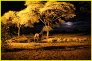 Mammals-044