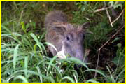Mammals-048