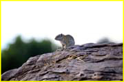 Mammals-050