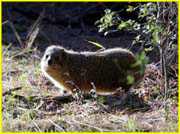 Mammals-052