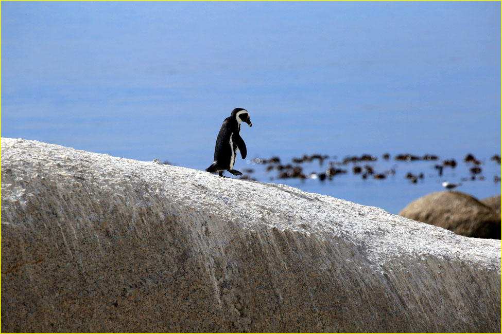 SafariShowcase-023
