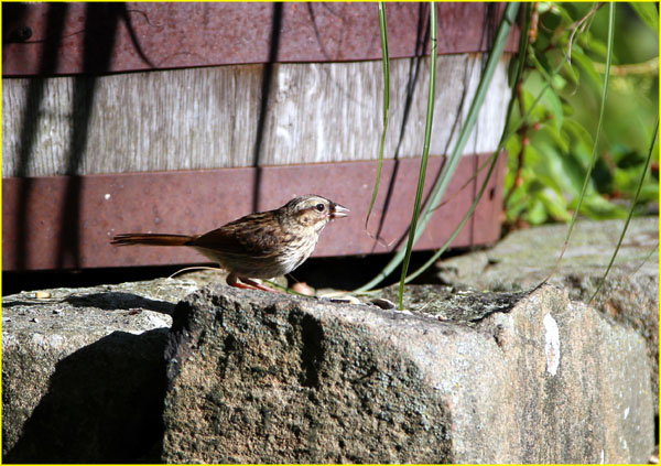 01 Song Sparrow