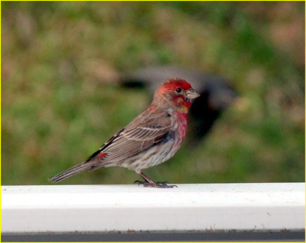 13 Purple finch