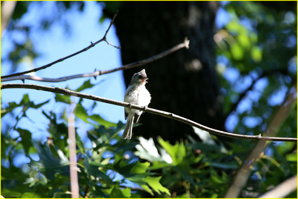 16 Tufted titmouse