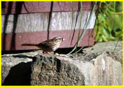 01 Song Sparrow