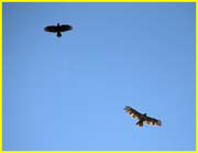 06 Crow and red-tailed hawk