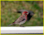 13 Purple finch