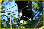 16 Tufted titmouse