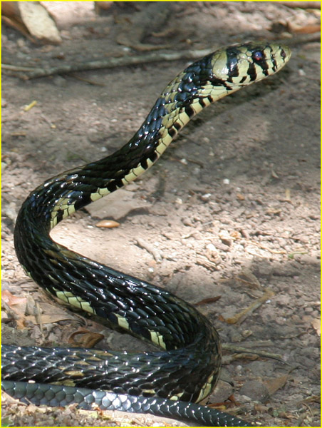 s27