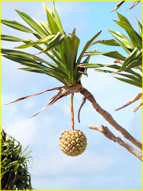 FijiVanuatuMain-033