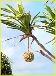 FijiVanuatuMain-033
