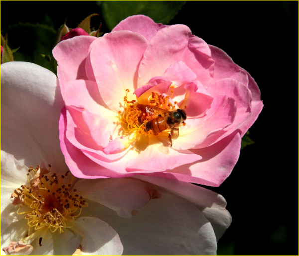 Flowers-030