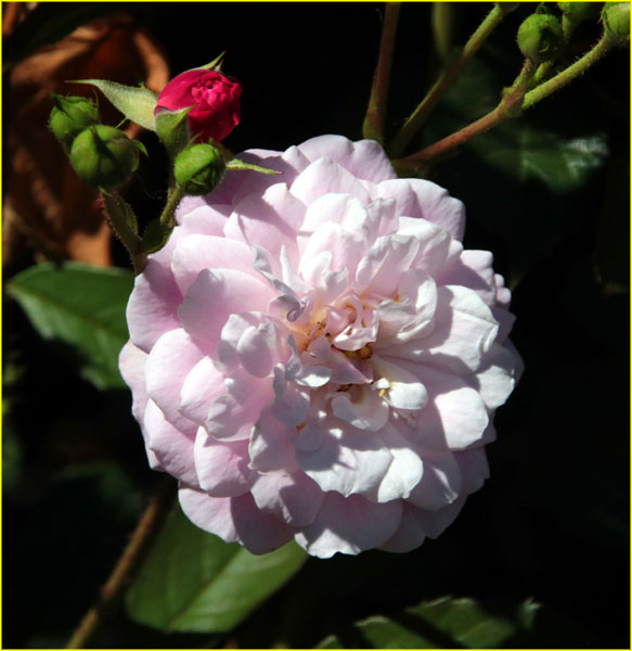 Flowers-033