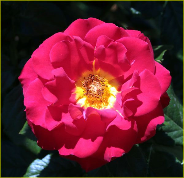 Flowers-035