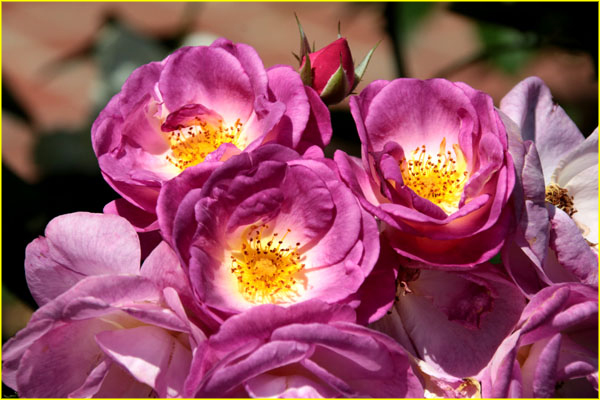 Flowers-037