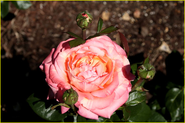 Flowers-039