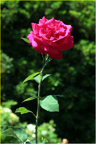 Flowers-044