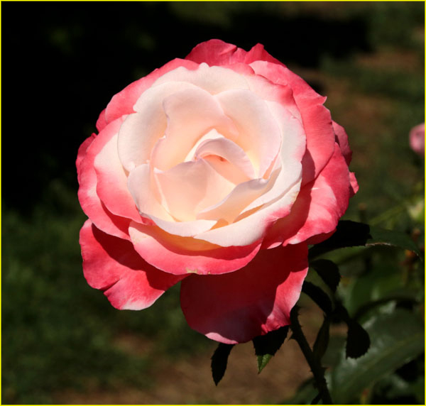Flowers-045
