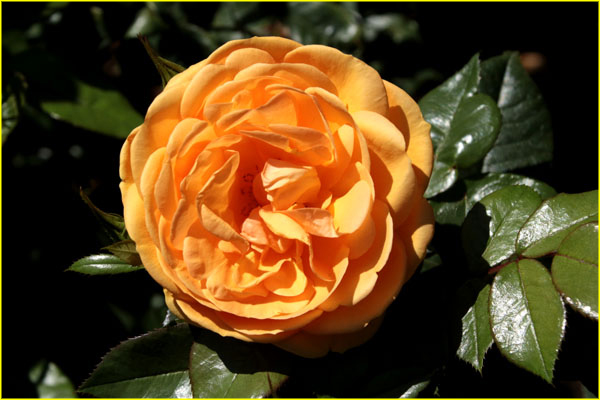 Flowers-046
