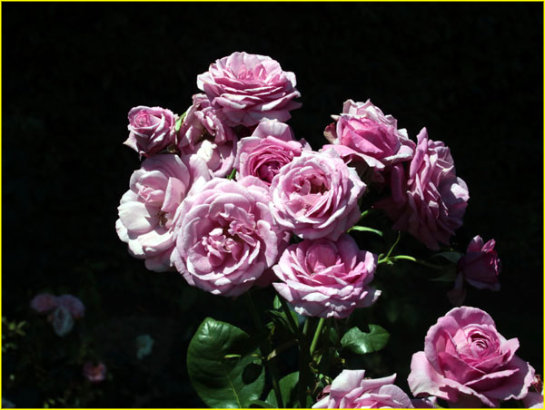 Flowers-047