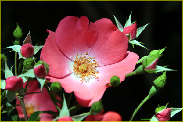 Flowers-048