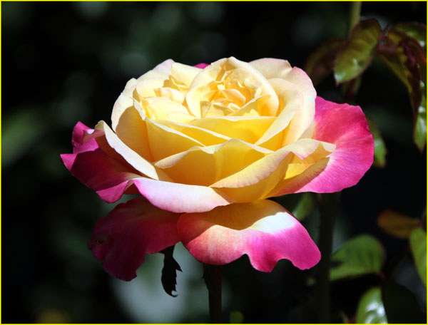 Flowers-049