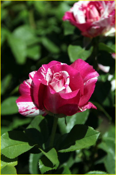 Flowers-050