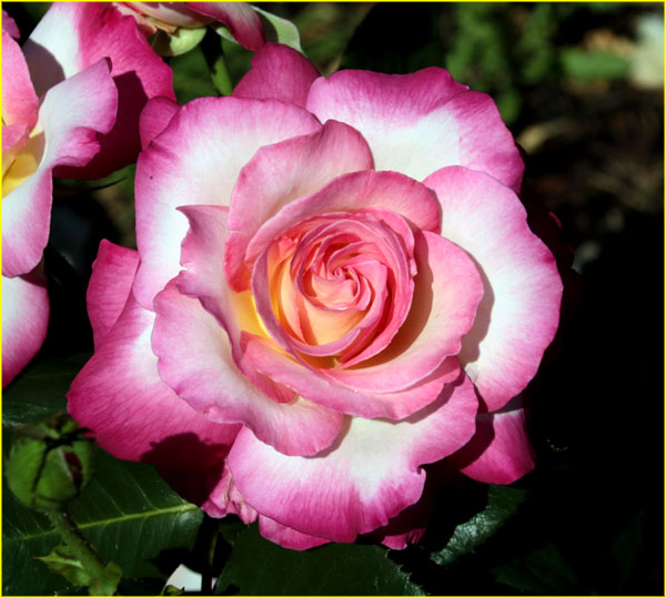 Flowers-052