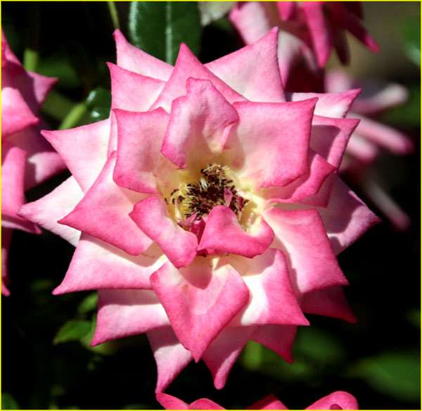 Flowers-053