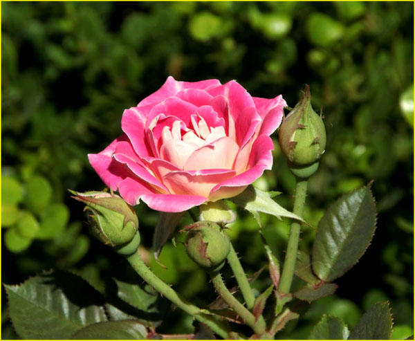 Flowers-054