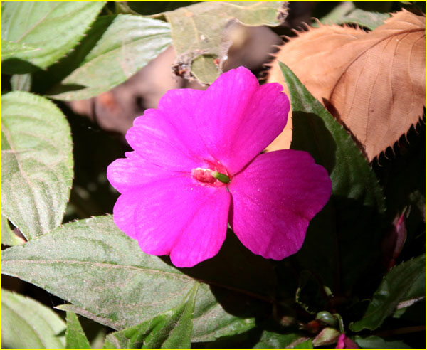 Flowers-055