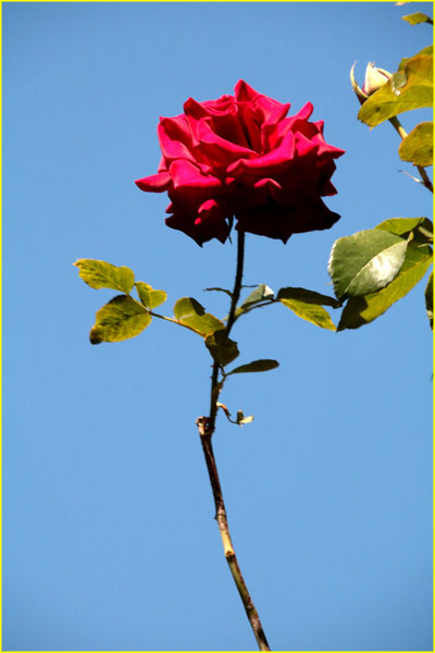 Flowers-056