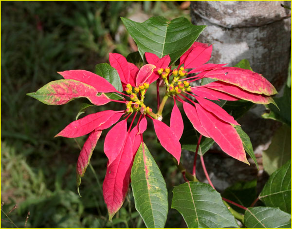 Flowers-060