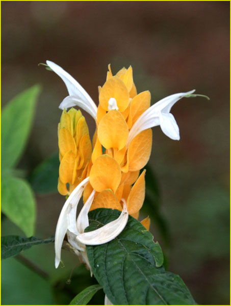Flowers-061