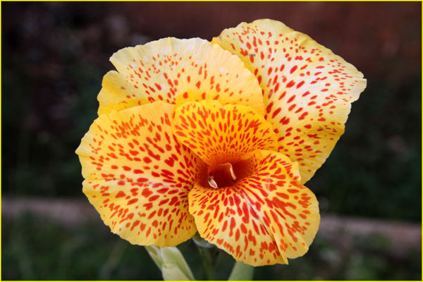 Flowers-062