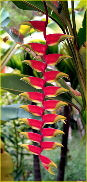 Flowers-064
