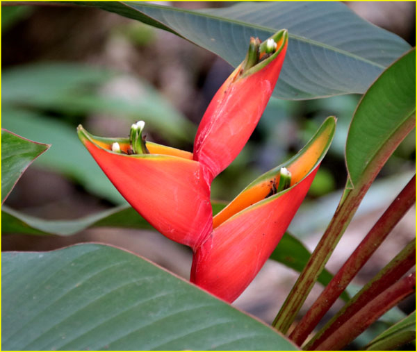 Flowers-065