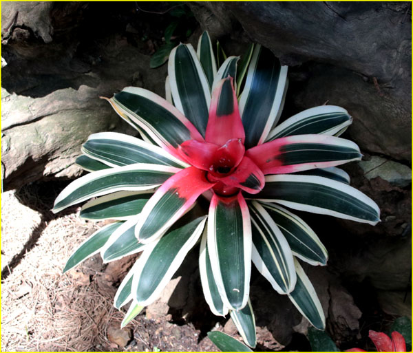 Flowers-066