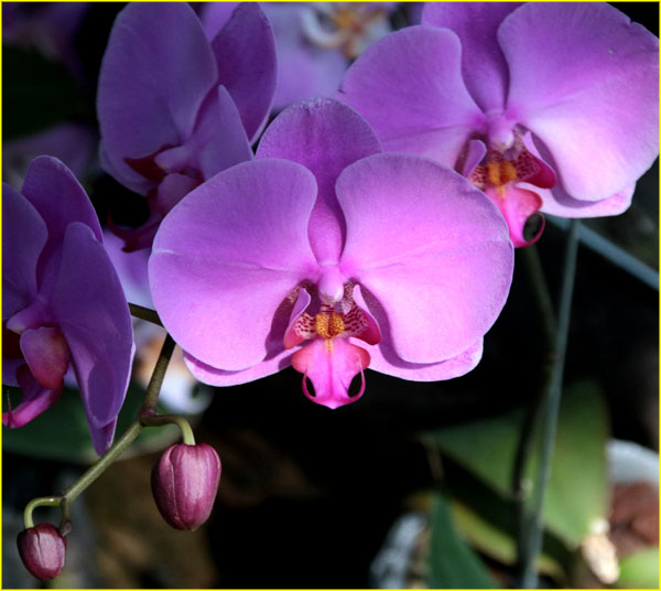 Flowers-068