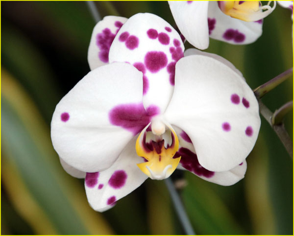 Flowers-069