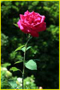 Flowers-044