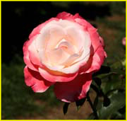 Flowers-045