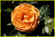 Flowers-046