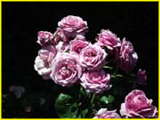 Flowers-047