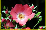 Flowers-048