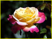 Flowers-049