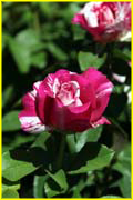 Flowers-050