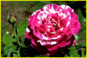 Flowers-051