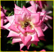 Flowers-053