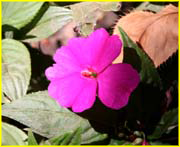 Flowers-055